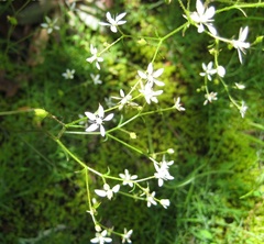 Micranthes petiolaris