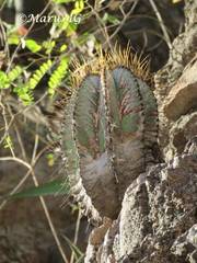 Astrophytum ornatum