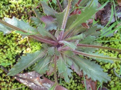 Micranthes petiolaris