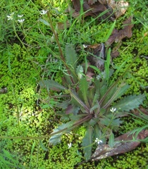 Micranthes petiolaris