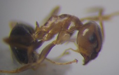 Lasius psammophilus