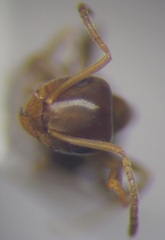 Lasius psammophilus