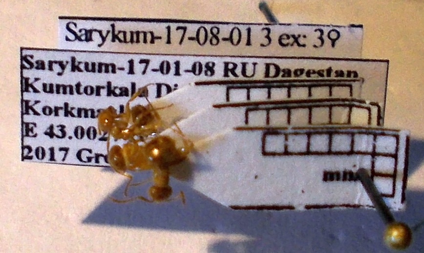 Lasius umbratus