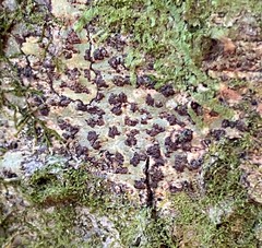 Bathelium carolinianum