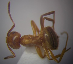 Lasius umbratus