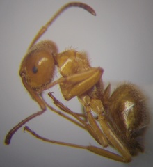 Lasius umbratus