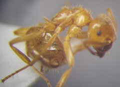 Lasius umbratus