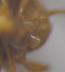Lasius umbratus