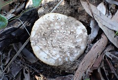 Amanita farinacea