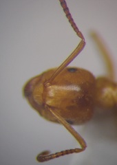 Lasius umbratus