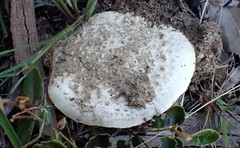 Amanita farinacea
