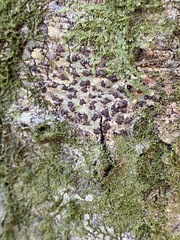 Bathelium carolinianum