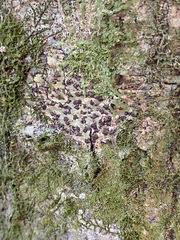 Bathelium carolinianum