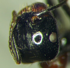 Messor denticulatus