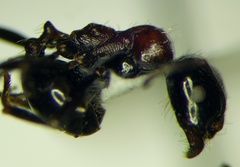 Messor denticulatus