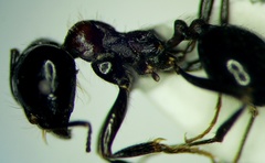 Messor denticulatus