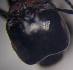 Messor denticulatus