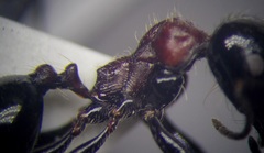 Messor denticulatus