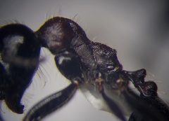 Messor denticulatus