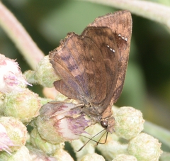 Nisoniades bromias