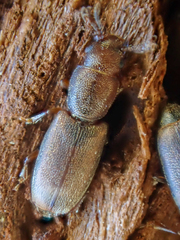 Phyconomus marinus