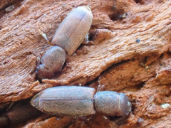 Phyconomus marinus