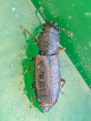 Phyconomus marinus