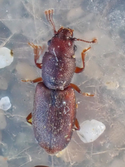 Phyconomus marinus
