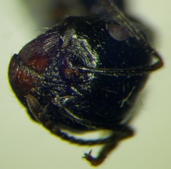 Messor denticulatus