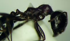 Messor denticulatus