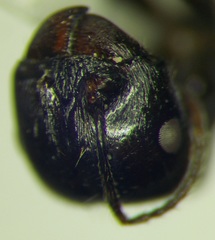 Messor denticulatus