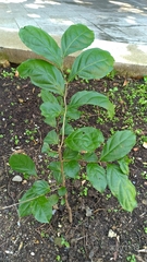 Glochidion kusukusense