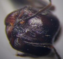Messor denticulatus