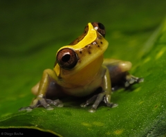 Dendropsophus manonegra