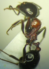 Messor denticulatus
