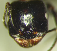 Messor denticulatus