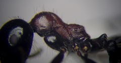 Messor denticulatus