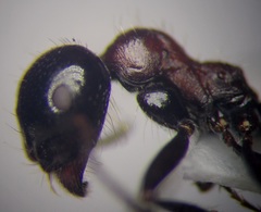 Messor denticulatus