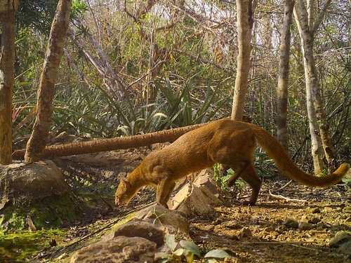 Jaguarundi
