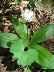 Clintonia umbellulata