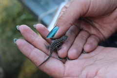 Sceloporus bicanthalis