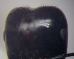 Messor denticulatus