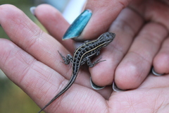 Sceloporus bicanthalis