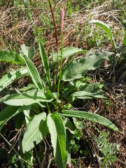 Bistorta officinalis