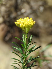 Cassinia aureonitens