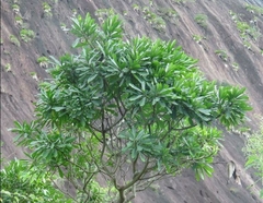 Himatanthus bracteatus