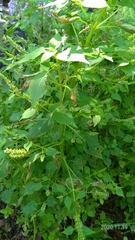 Basilicum polystachyon