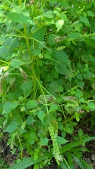 Basilicum polystachyon