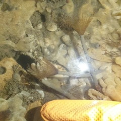 Spirobranchus lamarcki