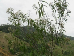 Cabobanthus polysphaerus